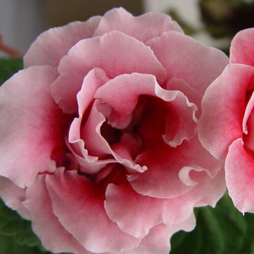    (. Gloxinia)  10 330