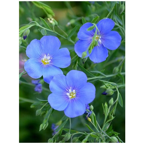     (Linum perenne), 80  400