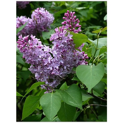    (Syringa vulgaris), 25  400