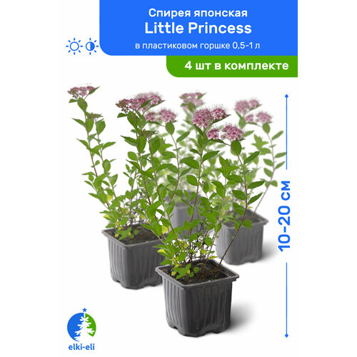   Little Princess ( ) 10-20     0,5-1 , ,   ,   4  3700