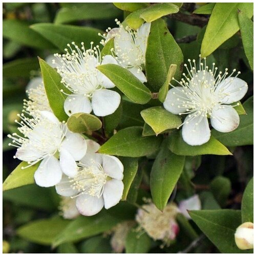   (. Myrtus ommunis) -  15   1  330