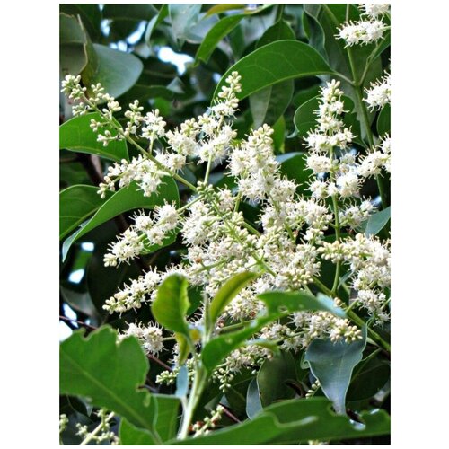    (Ligustrum lucidum), 20  410