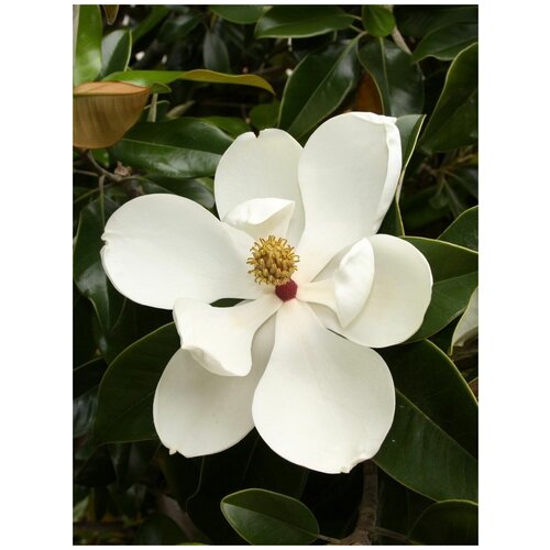     (Magnolia grandiflora), 5  450