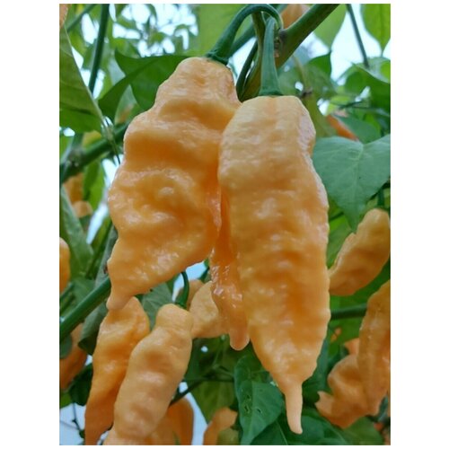    Bhut Jolokia peach (  ), 5  420