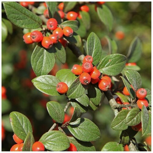   (. Cotoneaster microphyllus)  15 410