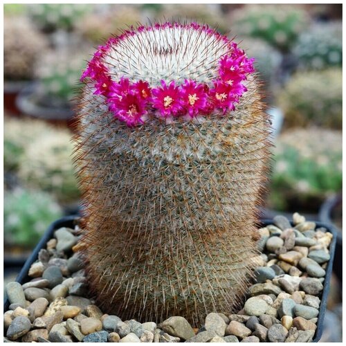     Mammillaria dixanthocentron P-322 10 . 350