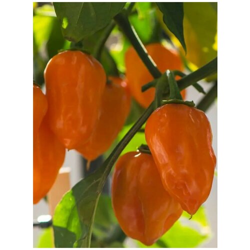    Habanero orange ( ), 5  360