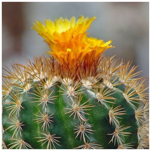     Parodia bilbaoensis L-384 10 . 350