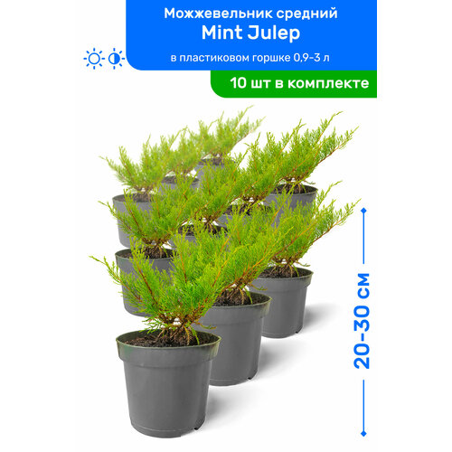   Mint Julep ( ) 20-30     0,9-3 , ,   ,   10  6990