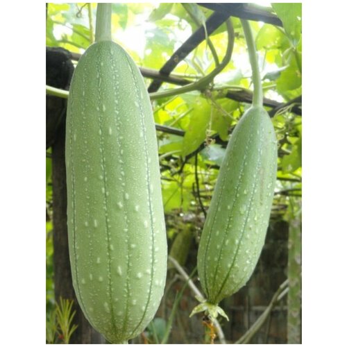    (Luffa aegyptiaca), 10  410