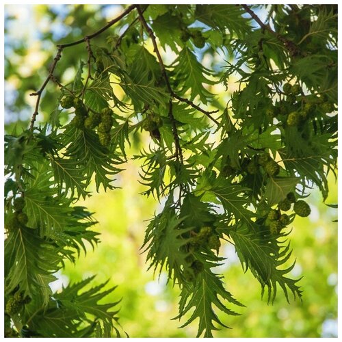   -  ?? - (. Betula pendula Dalecarlica) -  100  380