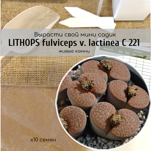   Lithops fulviceps var. lactinea  /   -   /     360
