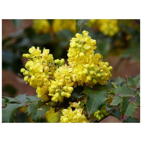   (. Mahonia aquifolium)  25 348