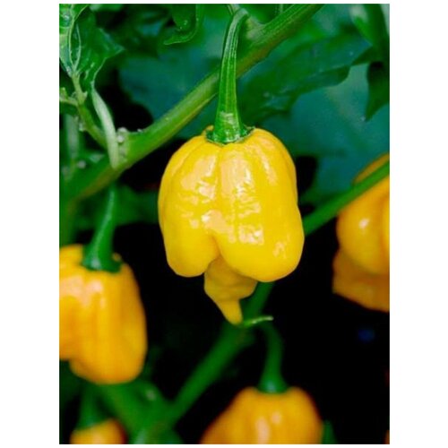    Trinidad Scorpion Butch T yellow /     , 5  450