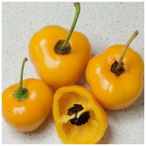     Rocoto yellow 5 . 320