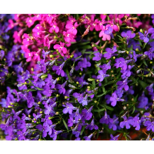   (. Lobelia erinus)  20 300