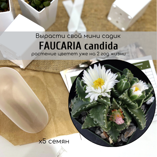   Faucaria candida (   ).        395