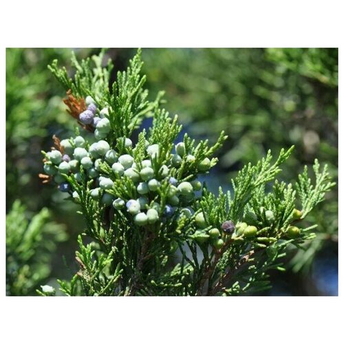   (. Juniperus virginiana)  20 339