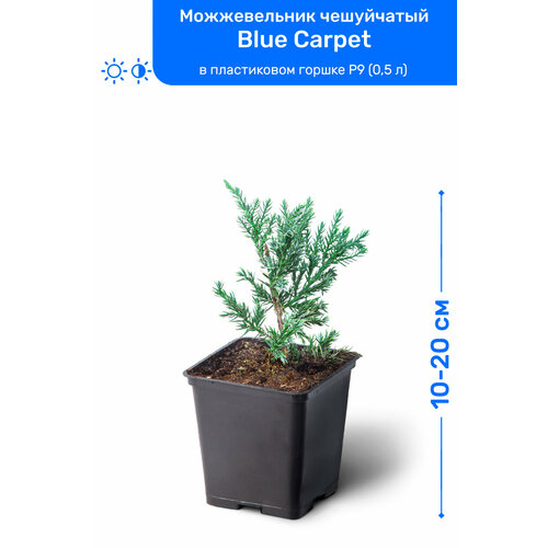   Blue Carpet ( ) 10-20     P9 (0,5 ), ,    1195