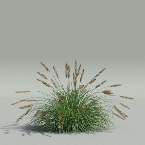  -  (. Pennisetum glaucum)  20 304