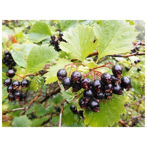   (. Crataegus caucasica)  30 304