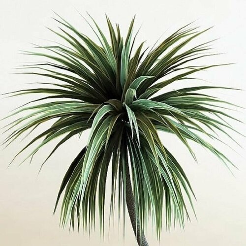   (Cordyline AUSTRALIS),  426