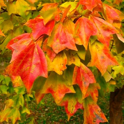   -   (. Acer buergerianum)  20 328