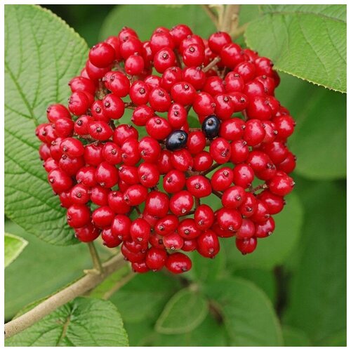   (. Viburnum lantana)  25 370