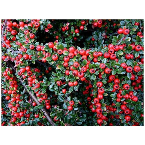   (. Cotoneaster serotinus) -  10  331