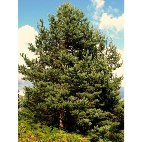    (Pinus sylvestris), 165  1050