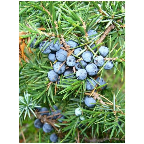    (Juniperus communis), 30  400