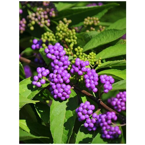    (Callicarpa bodinieri), 10  400