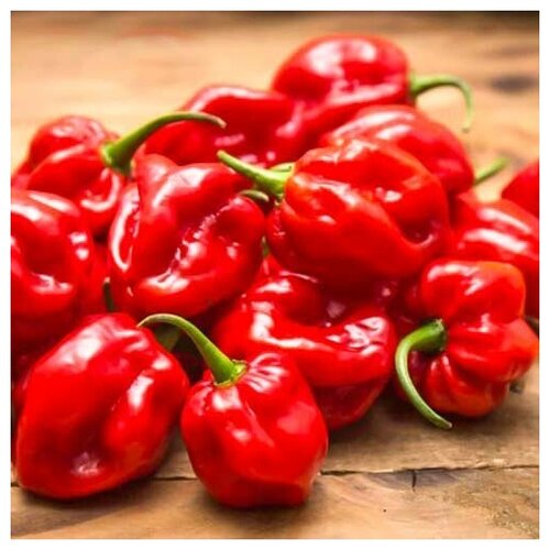     (. Capsicum Chinense)  10 368