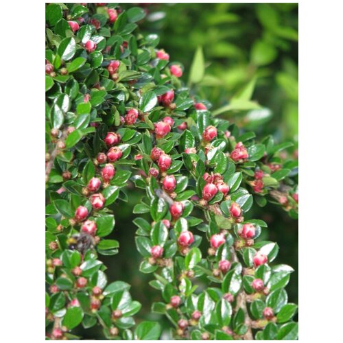    (Cotoneaster horizontalis), 25  400