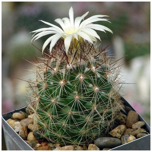     Coryphantha ramillosa MMR-56.2 10 . 350