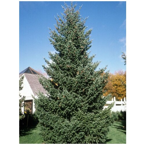    (Picea sitchensis), 20  400