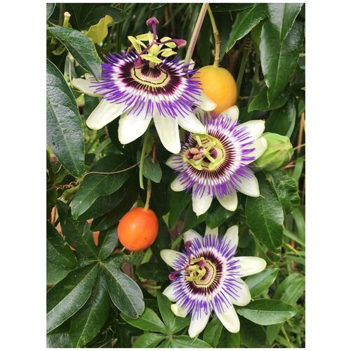   ( ) / Passiflora edulis, 5  358