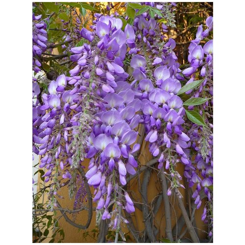    (Wisteria sinensis), 5  440