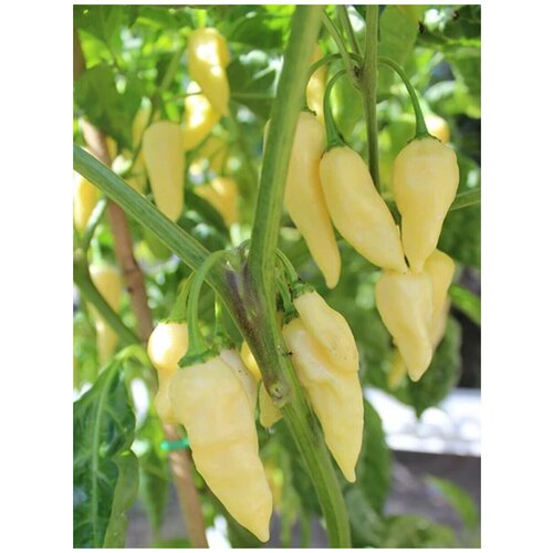    Fatalii white ( ), 5  350