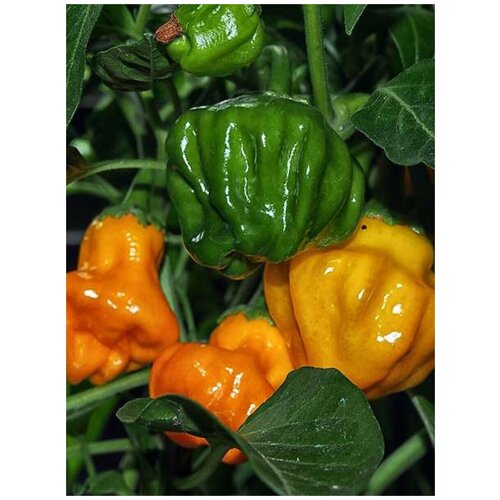    Jamaican hot orange ( ), 5  360