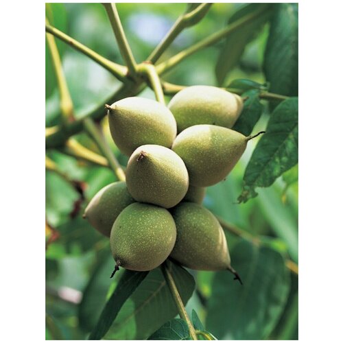    (Juglans mandshurica), 5  570