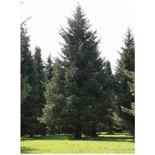   - (Picea schrenkiana tianschanica), 20  400