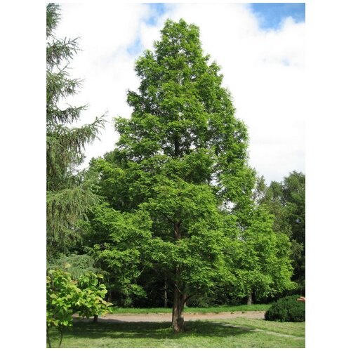    (Metasequoia glyptostroboides), 30  400