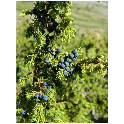    (Juniperus sibirica Burgsd), 30  340