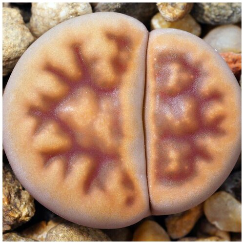     Lithops karasmontana v. lericheana C-193 10 . 350