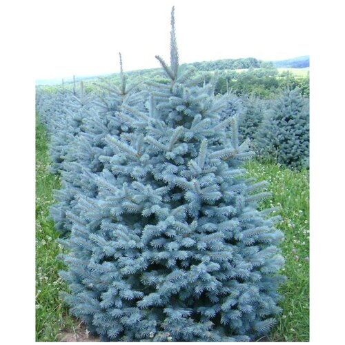     (Picea pungens), 30  400
