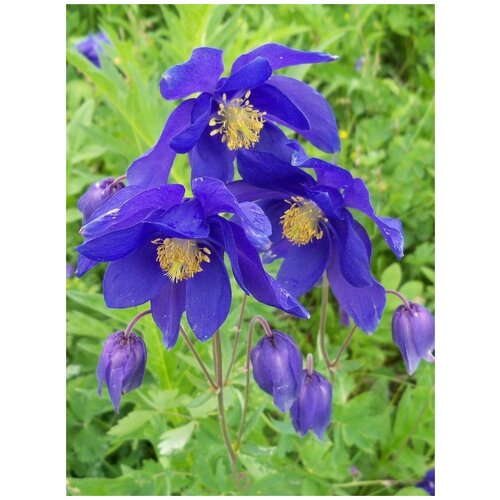     (Aquilegia), 20  400