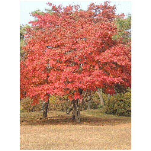    (Acer mandshuricum), 10  378