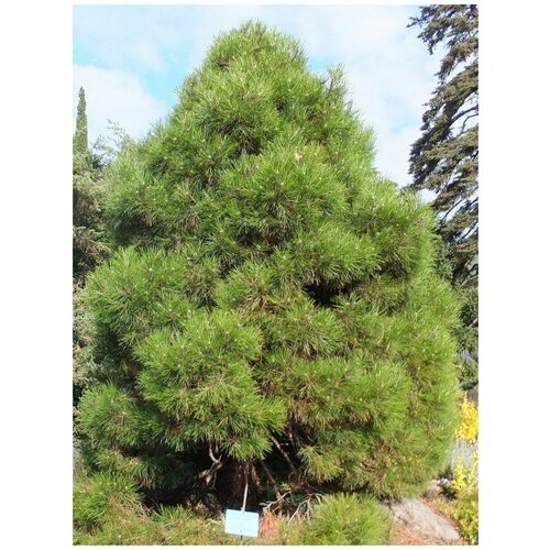    (Pinus nigra pallasiana), 50  358