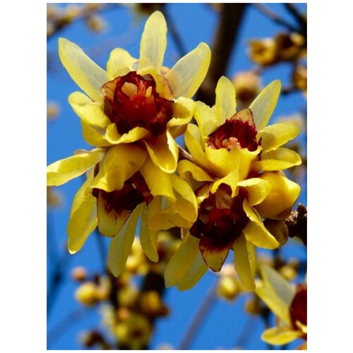    (Chimonanthus praecox), 5  400